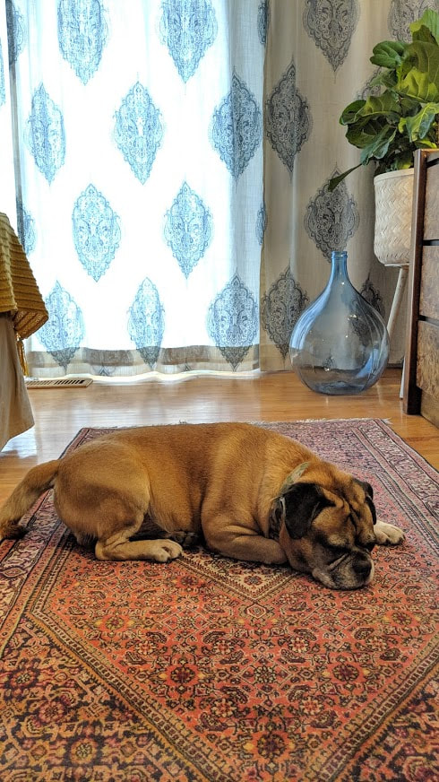 pug on a rug